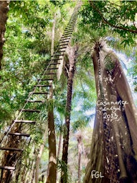 a ladder leading up to a tree in the forest